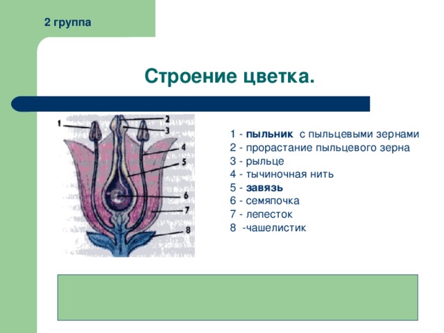 Какие половые клетки образуются в пыльнике цветка