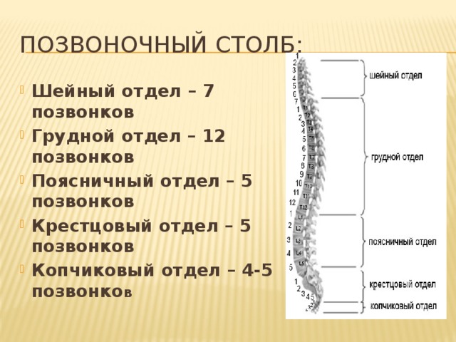 Позвоночный столб позвонки. Строение позвоночного столба отделы изгибы. Позвоночный столб анатомия отделы и изгибы. Число позвонков в позвоночном столбе. Позвоночный столб отделы количество позвонков.