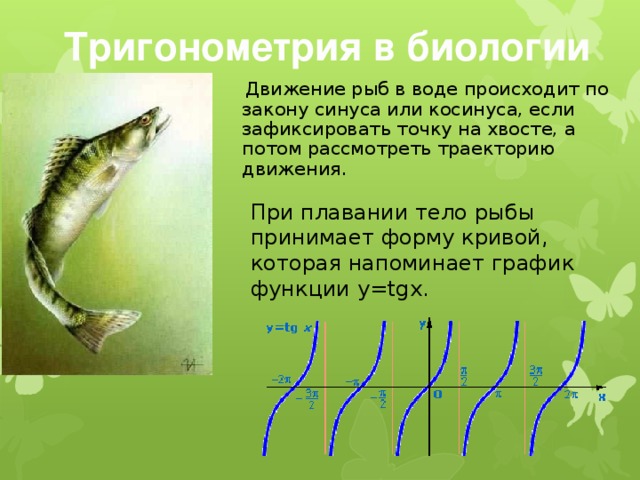 Тригонометрия в биологии   Движение рыб в воде происходит по закону синуса или косинуса, если зафиксировать точку на хвосте, а потом рассмотреть траекторию движения. При плавании тело рыбы принимает форму кривой, которая напоминает график функции y=tgx.