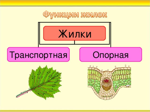 Жилки Транспортная Опорная Функции жилок листа. Транспортная: по жилкам в противоположных направлениях движутся водные растворы минеральных солей (к клеткам листа) и сахаров (от листа).  Опорная: придание листу прочности. 3