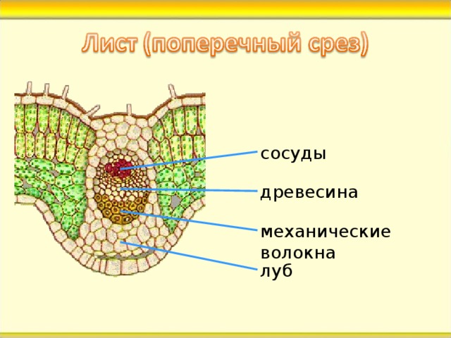 сосуды древесина Поговорим о строении жилок листа. Давай рассмотрим строение центральной жилки. Она, как, впрочем, и более мелкие жилки листа, образована теми же проводящими тканями, с которыми мы познакомились, изучая корень.  Это луб и древесина.  Над лубом, ближе к верхней кожице листа, видны сосуды древесины.  В каждой жилке проходит пучок волокон, образованных длинными клетками с очень крепкими оболочками. механические волокна луб 4