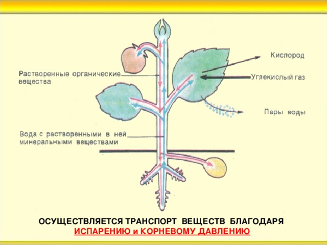 ОСУЩЕСТВЛЯЕТСЯ ТРАНСПОРТ ВЕЩЕСТВ БЛАГОДАРЯ ИСПАРЕНИЮ и КОРНЕВОМУ ДАВЛЕНИЮ