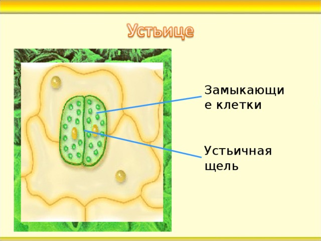 Замыкающие клетки Устьичная щель В кожице листа есть особая покровная ткань. Ты видишь какие-то 