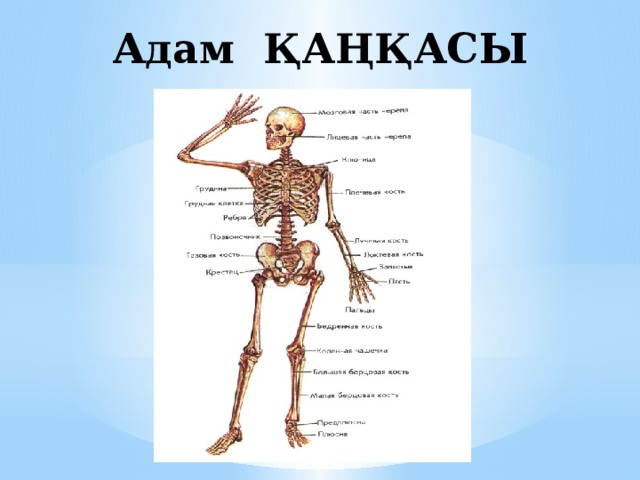 ?аза? тілі. Дене м?шелері.