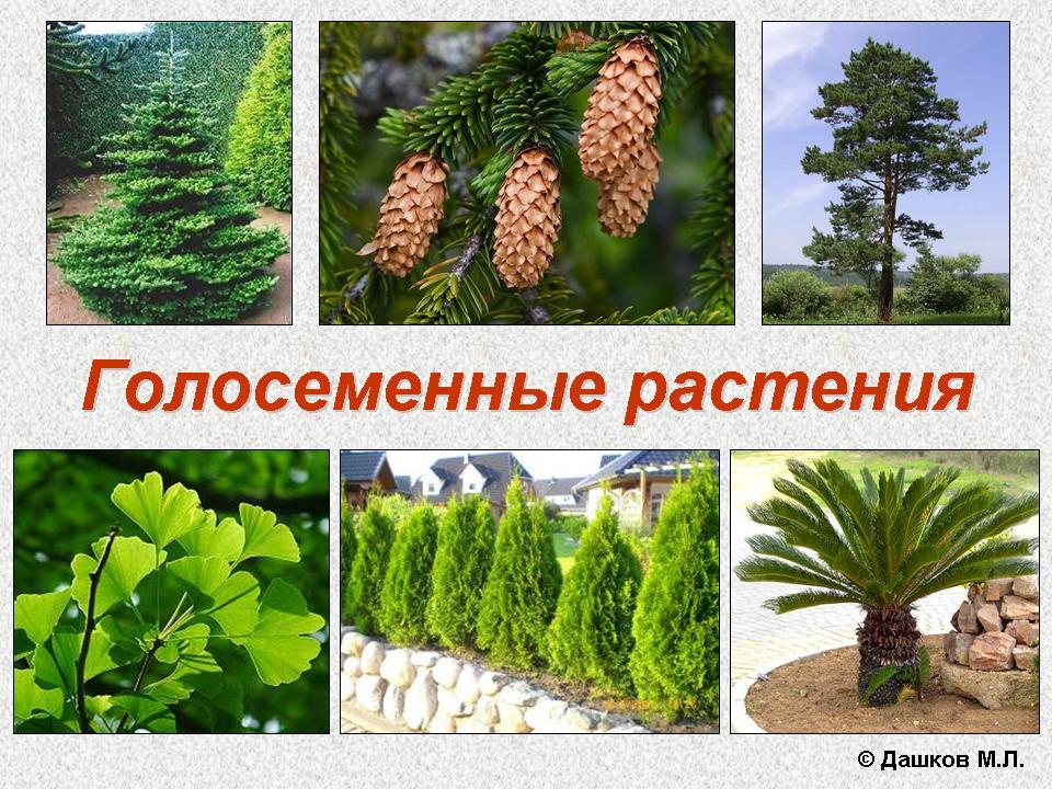 Голосеменное растение фото