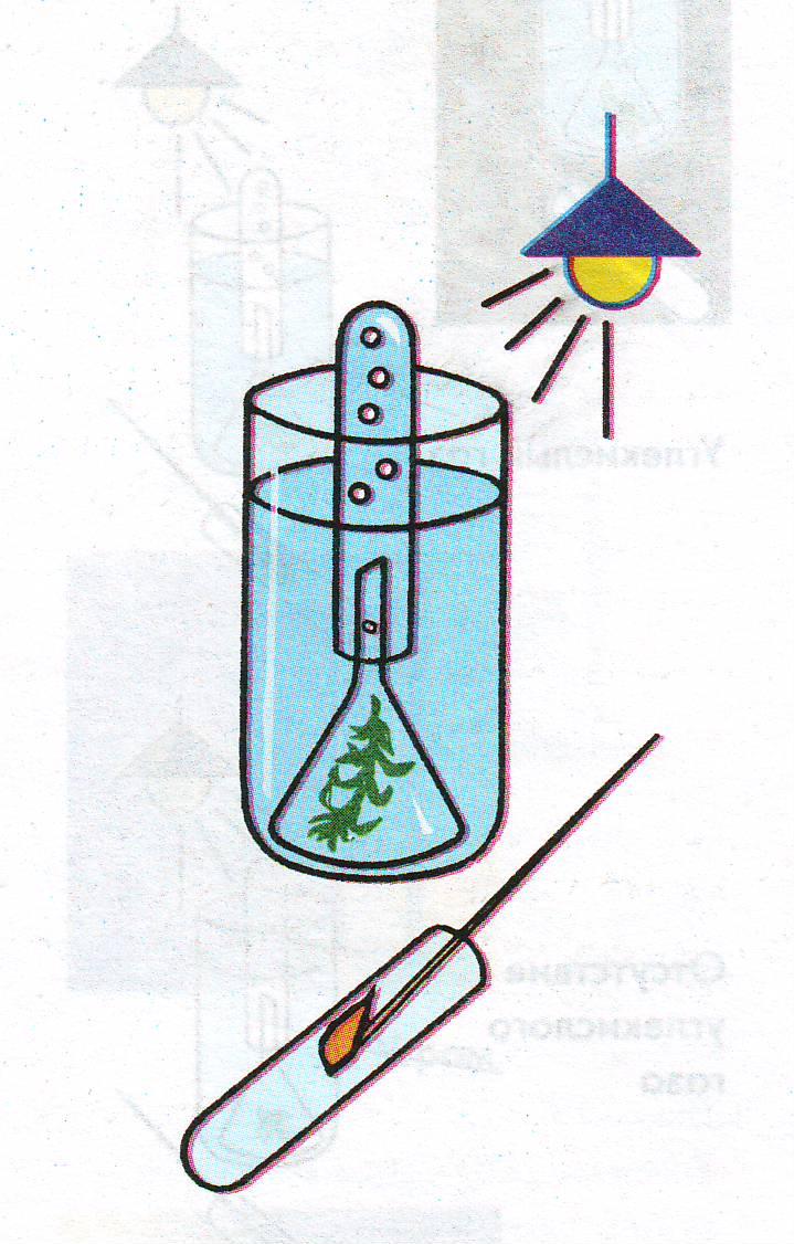 На изображенном рисунке проводится опыт. Фотосинтез 6 класс опыт Элодея. Фотосинтез опыт выделение кислорода. Эксперимент по фотосинтезу. Опыт с элодеей.