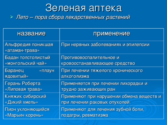 Лето – пора сбора лекарственных растений