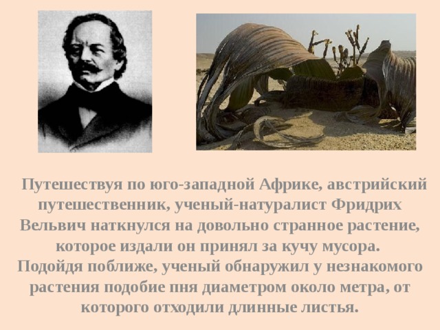   Путешествуя по юго-западной Африке, австрийский путешественник, ученый-натуралист Фридрих Вельвич наткнулся на довольно странное растение, которое издали он принял за кучу мусора. Подойдя поближе, ученый обнаружил у незнакомого растения подобие пня диаметром около метра, от которого отходили длинные листья.