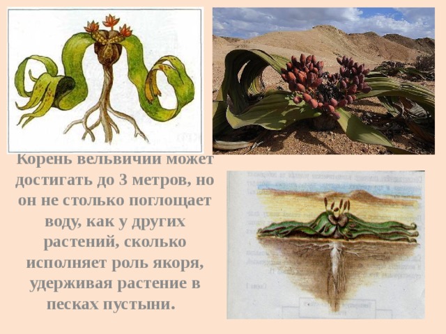 Корень вельвичии может достигать до 3 метров, но он не столько поглощает воду, как у других растений, сколько исполняет роль якоря, удерживая растение в песках пустыни.  