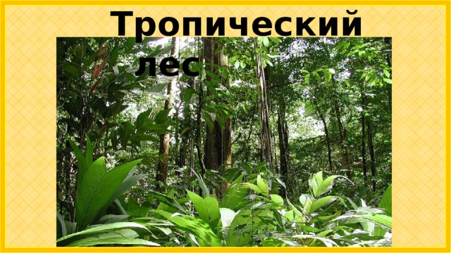 Тропический лес