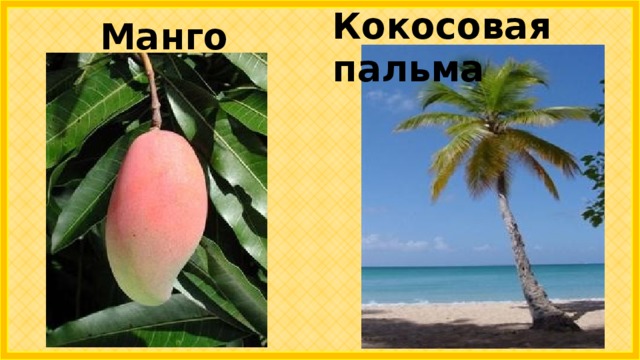 Кокосовая пальма Манго