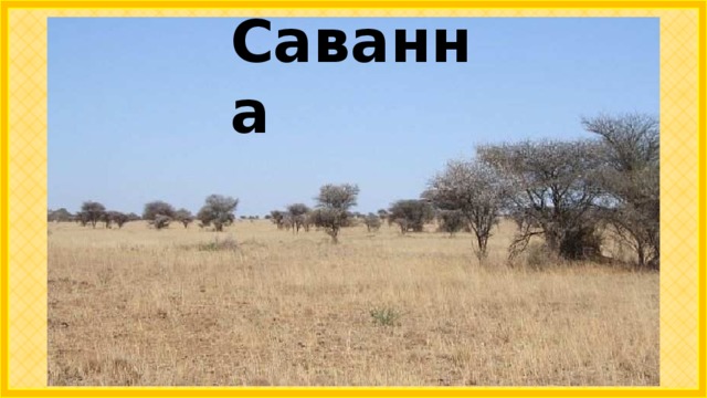 Саванна