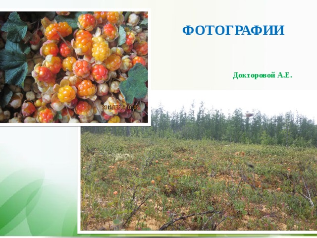 ФОТОГРАФИИ Докторовой А.Е.