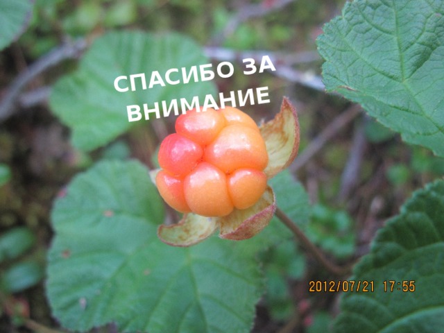 СПАСИБО ЗА ВНИМАНИЕ