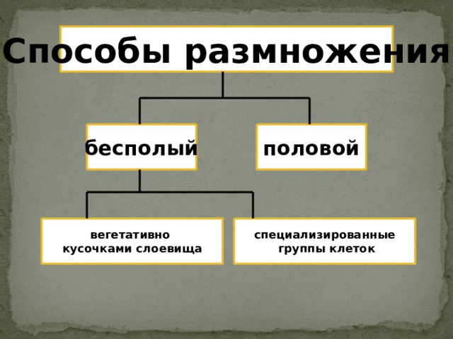 Способы размножения бесполый половой вегетативно специализированные кусочками слоевища  группы клеток