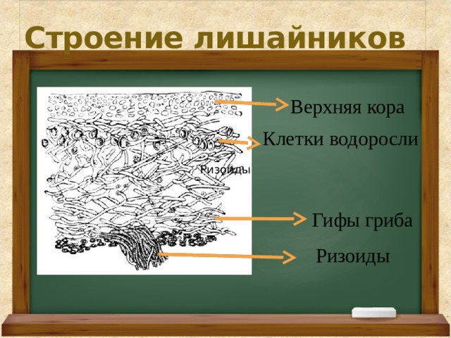 Строение лишайников  Верхняя кора Клетки водоросли  Ризоиды Гифы гриба Ризоиды