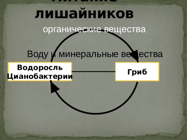 Питание лишайников органические вещества Воду и минеральные вещества Водоросль Гриб Цианобактерии