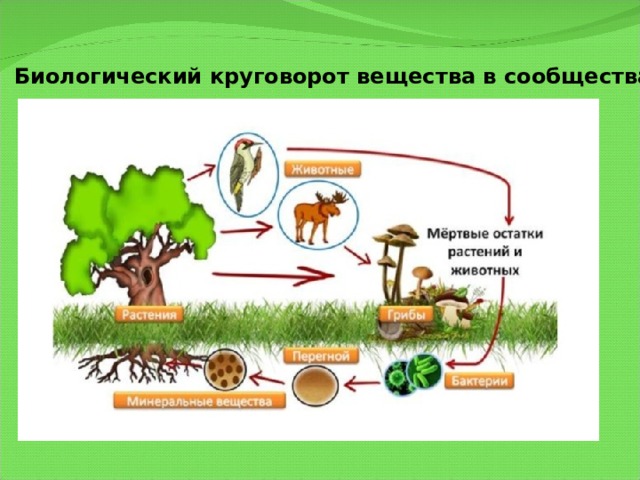 Биологический круговорот вещества в сообществах