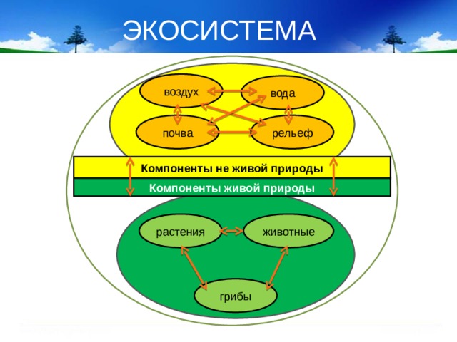 ЭКОСИСТЕМА воздух вода почва рельеф Компоненты не живой природы Компоненты живой природы животные растения грибы