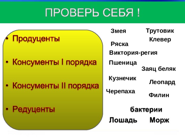 Трутовик Змея Клевер Ряска Виктория-регия Пшеница Заяц беляк Кузнечик Леопард Черепаха Филин