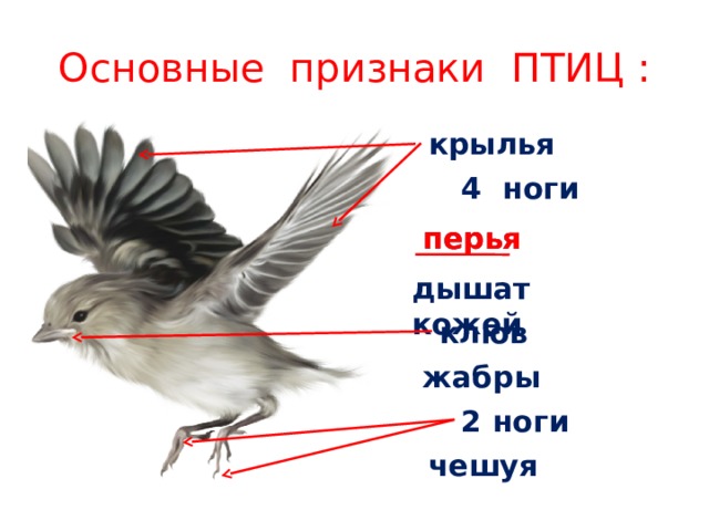Основные признаки ПТИЦ : крылья 4 ноги перья перья дышат кожей клюв жабры 2 ноги чешуя