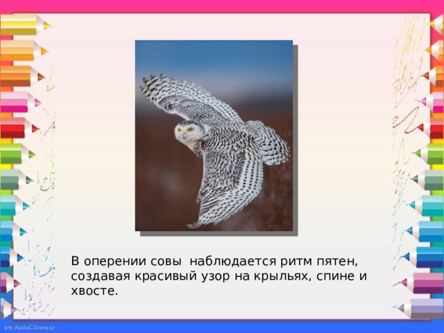 В оперении совы наблюдается ритм пятен, создавая красивый узор на крыльях, спине и хвосте.