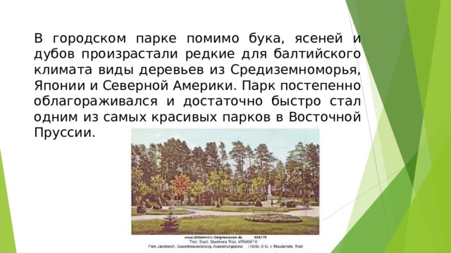 В городском парке помимо бука, ясеней и дубов произрастали редкие для балтийского климата виды деревьев из Средиземноморья, Японии и Северной Америки. Парк постепенно облагораживался и достаточно быстро стал одним из самых красивых парков в Восточной Пруссии.