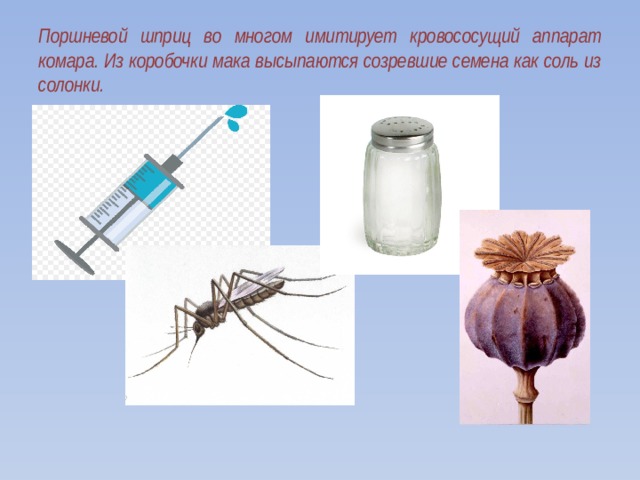 Поршневой шприц во многом имитирует кровососущий аппарат комара. Из коробочки мака высыпаются созревшие семена как соль из солонки.