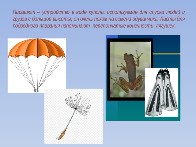 Парашют – устройство в виде купола, используемое для спуска людей и грузов с большой высоты, он очень похож на семена одуванчика. Ласты для подводного плавания напоминают перепончатые конечности лягушек.