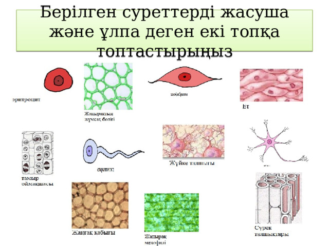 Берілген суреттерді жасуша және ұлпа деген екі топқа топтастырыңыз