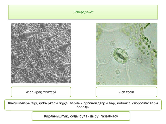 Эпидермис   Лептесік Жапырақ түктері Жасушалары тірі, қабырғасы жұқа, барлық органоидтары бар, көбінісе хлоропластары болады Қорғаныштық, суды буландыру, газалмасу