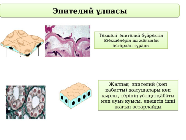 Эпителий ұлпасы Текшелі эпителий бүйректің өзекшелерін іш жағынан астарлап тұрады Жалпақ эпителий (көп қабатты) жасушалары көп қырлы, терінің үстіңгі қабаты мен ауыз қуысы, өңештің ішкі жағын астарлайды