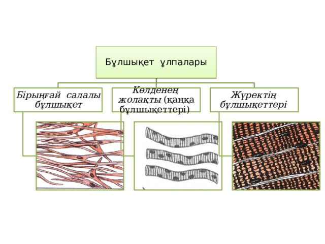 Бұлшықет ұлпалары Бірыңғай салалы бұлшықет Көлденең жолақты (қаңқа бұлшықеттері) Жүректің бұлшықеттері