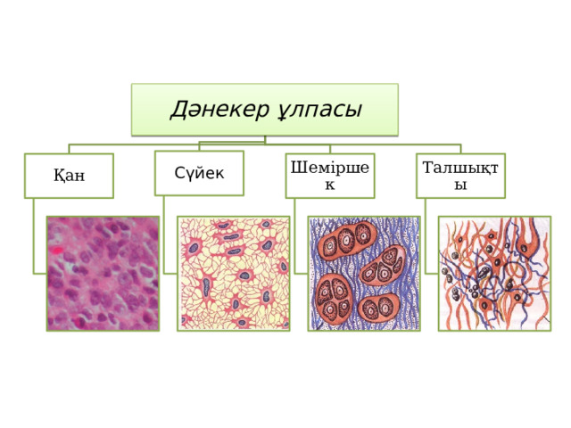 Дәнекер ұлпасы Сүйек Талшықты Шеміршек Қан