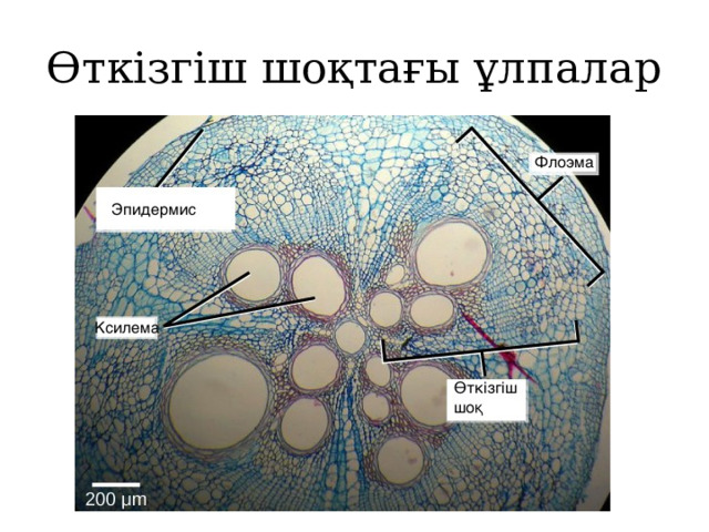 Өткізгіш шоқтағы ұлпалар