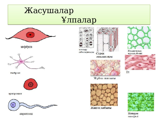 Жасушалар Ұлпалар