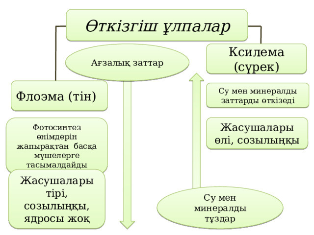 Өткізгіш ұлпалар Ағзалық заттар Ксилема (сүрек) Флоэма (тін) Су мен минералды заттарды өткізеді Жасушалары өлі, созылыңқы Фотосинтез өнімдерін жапырақтан басқа мүшелерге тасымалдайды Жасушалары тірі, созылыңқы, ядросы жоқ Су мен минералды тұздар