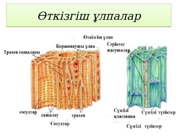 Өткізгіш ұлпалар .