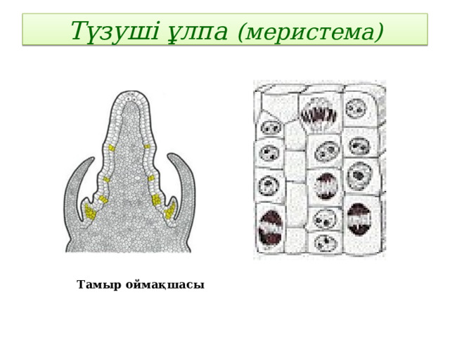 Түзуші ұлпа (меристема)   Тамыр оймақшасы