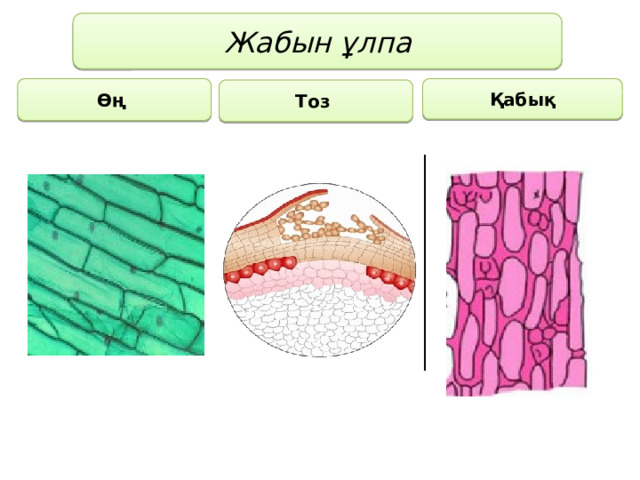 Жабын ұлпа Қабық Өң Тоз